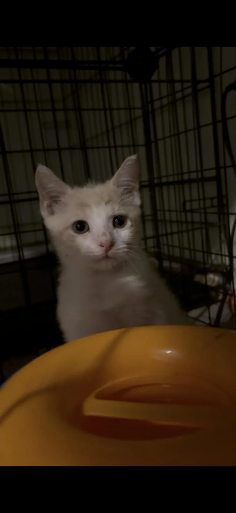 A baby medium-sized male Orange & White Tabby cat named Captain sparrow for adoption in Newark valley, NY