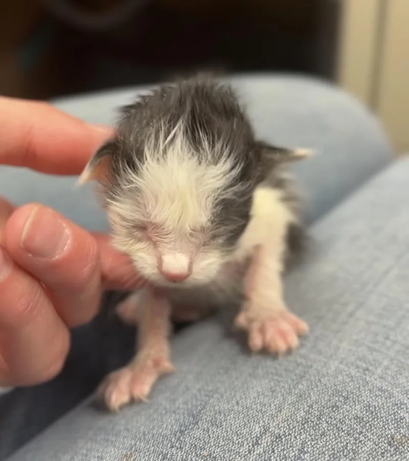 A baby small-sized male Black & White / Tuxedo Domestic Short Hair cat named Houdini for adoption in Bemidji, MN
