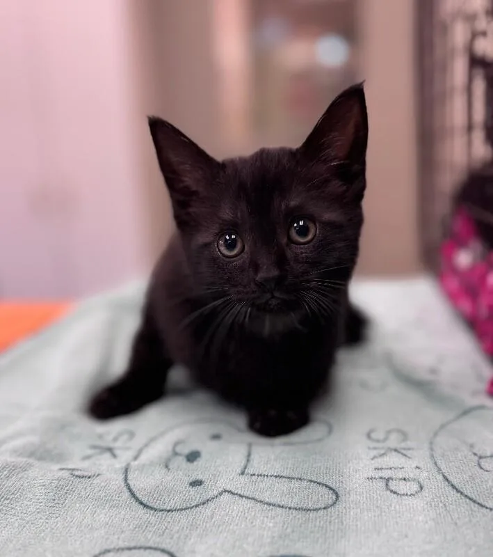 A young medium-sized female Black Domestic Short Hair cat named Costco Cheryl for adoption in Disputanta, VA