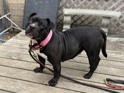 An adult medium-sized female Black Mixed Breed dog named Hippo for adoption in Georgetown, TX