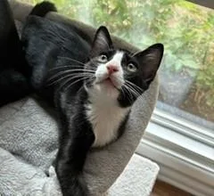 A baby medium-sized male Black & White / Tuxedo Domestic Short Hair cat named Felix for adoption in Denver, CO