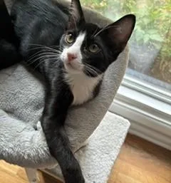 Felix thumbnail 2