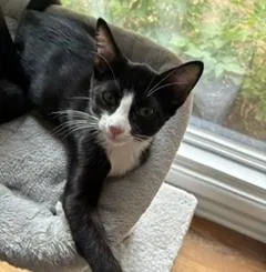 Felix thumbnail 3