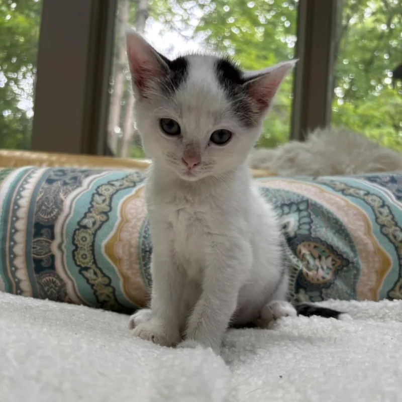 A young medium-sized female Black Domestic Short Hair cat named Monica for adoption in West Olive, MI
