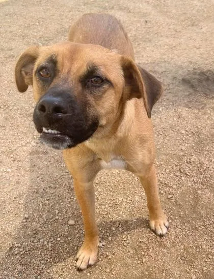 An adult medium-sized female Golden Mixed Breed dog named Mochi for adoption in Georgetown, TX