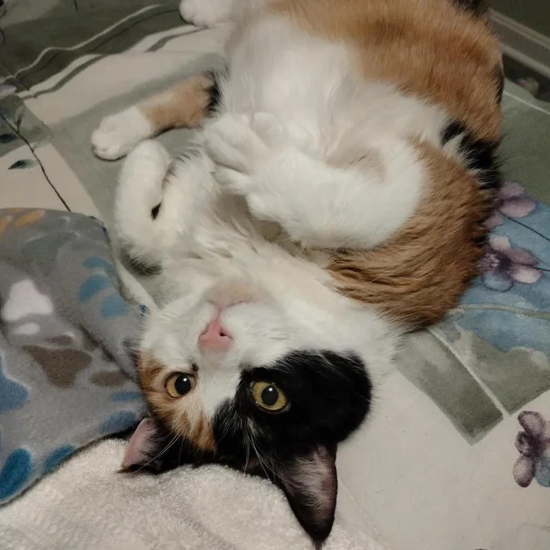 Cauliflower thumbnail 2