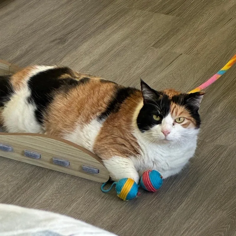 Cauliflower thumbnail 3