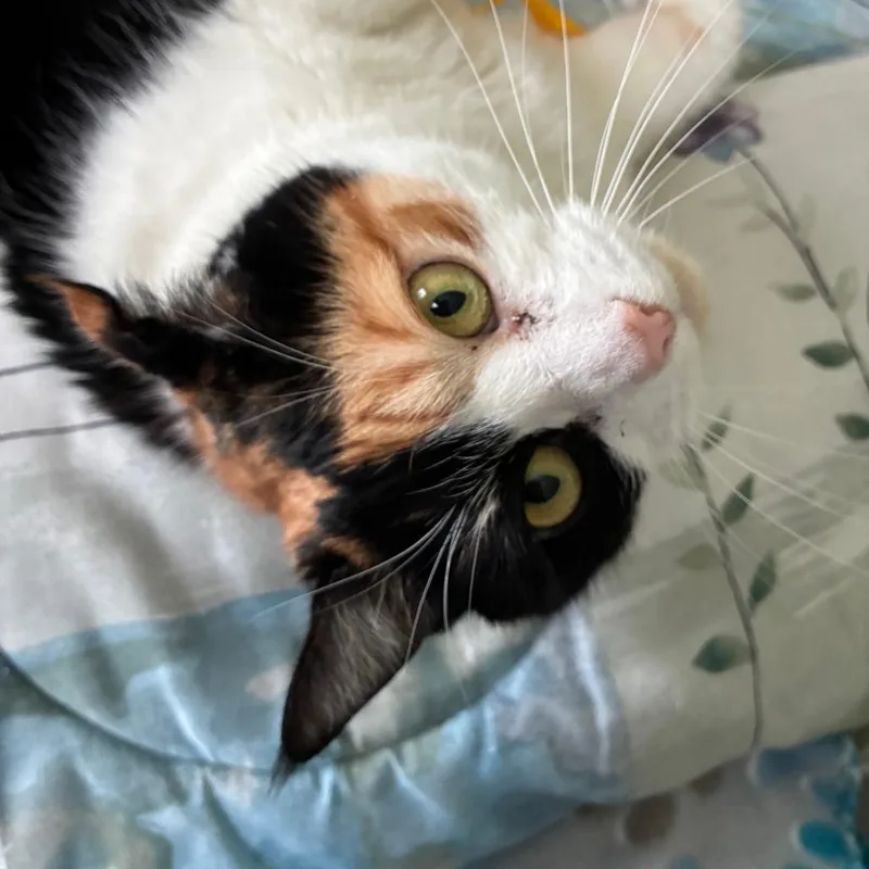 Cauliflower thumbnail 4