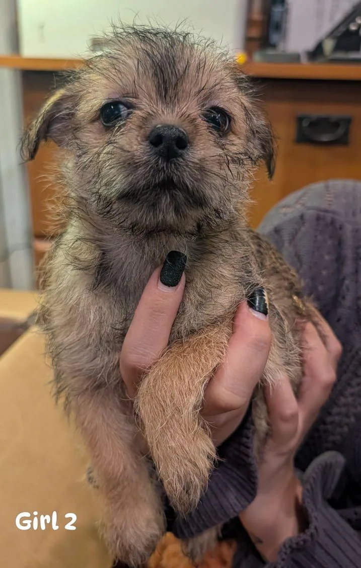 A baby small-sized female Shih Tzu dog named Girl from Scotch's litter for adoption in Brockport, NY