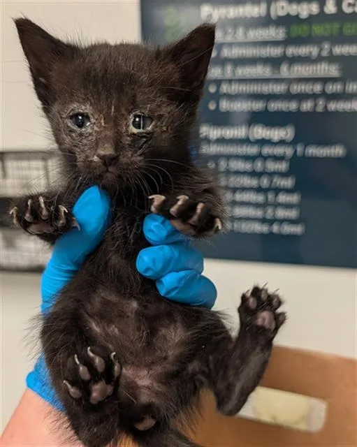 A baby small-sized female Domestic Short Hair cat named Lillith for adoption in Bakersfield, CA