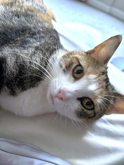 An adult medium-sized female Domestic Short Hair cat named Callie for adoption in Washington, DC