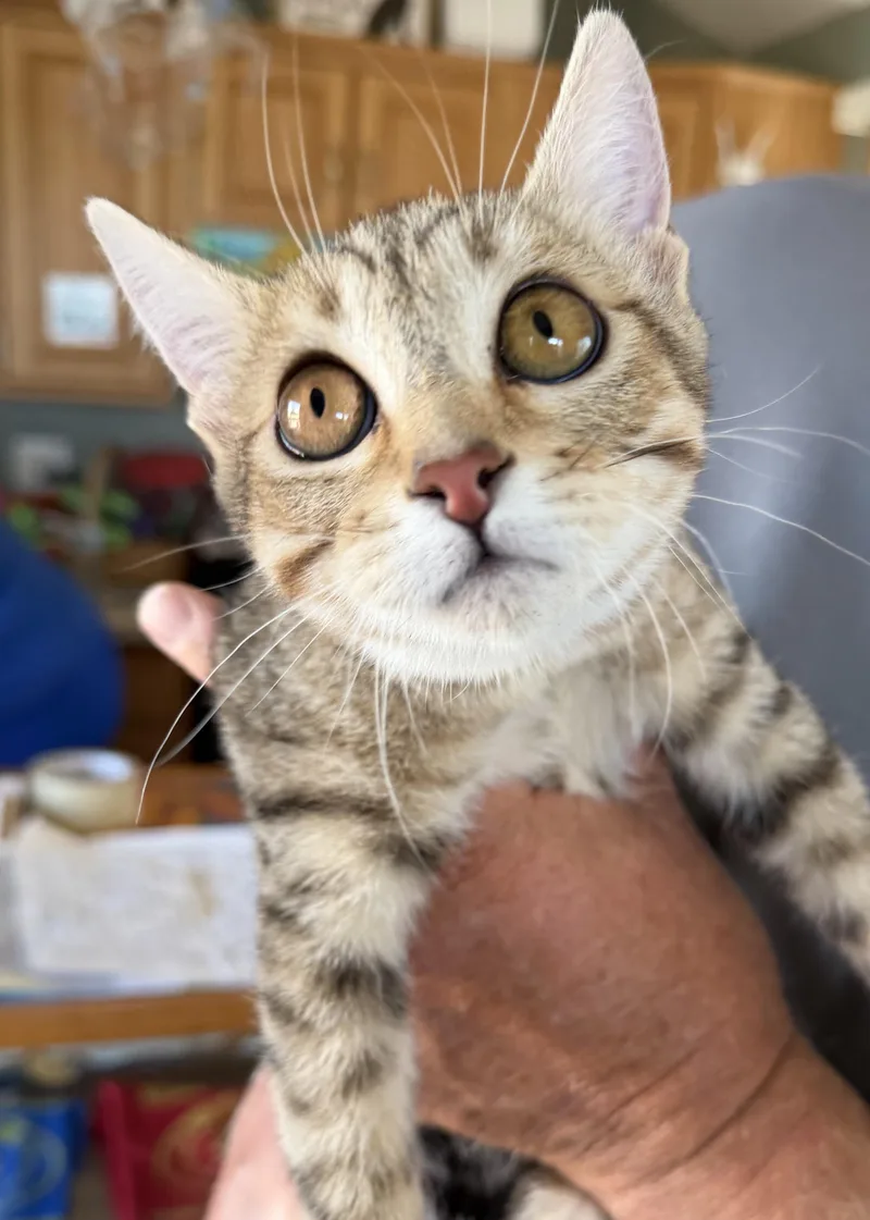 A baby small-sized female Domestic Short Hair cat named Mimi for adoption in Deming, NM