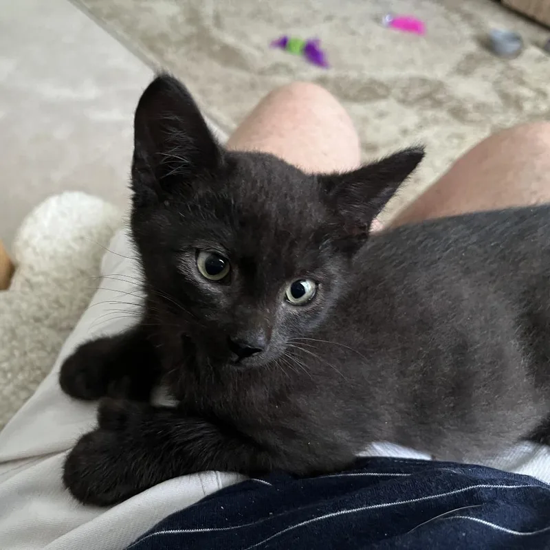 A baby small-sized male Black Domestic Short Hair cat named Fink for adoption in Columbia, MO