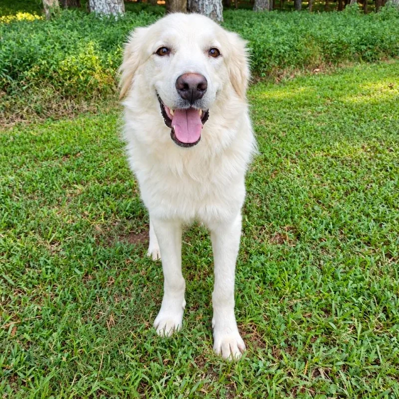 A young large-sized male Great Pyrenees dog named Saint Linguini for adoption in Atlanta, GA