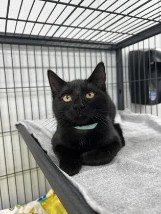 A baby medium-sized female Domestic Short Hair cat named Tyai for adoption in Elmira, NY