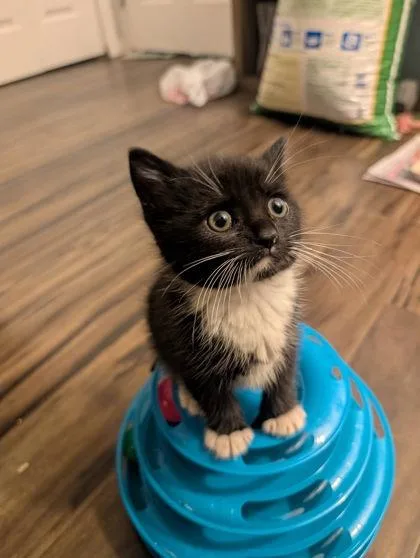 A baby small-sized male Domestic Short Hair cat named Texas Toast for adoption in West Chester, PA