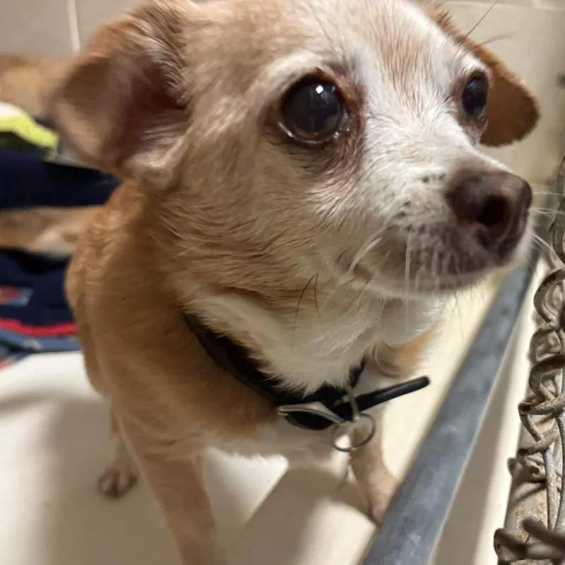 A senior small-sized female Yellow / Tan / Blond / Fawn Chihuahua dog named Mango for adoption in Port Townsend, WA