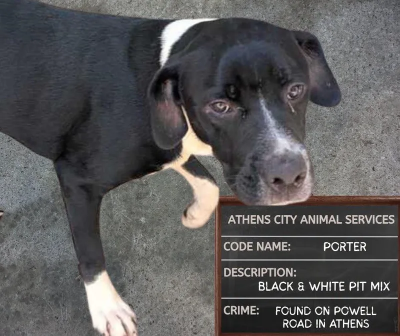 A baby medium-sized male Pit Bull Terrier dog named Porter for adoption in Athens, AL