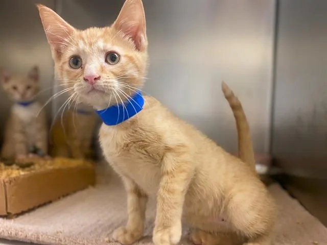 A baby small-sized male Domestic Short Hair cat named Spice for adoption in Fort Wayne, IN
