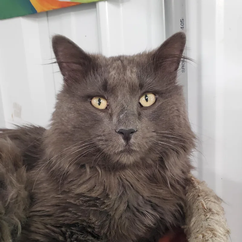 A young large-sized male Gray / Blue / Silver Domestic Long Hair cat named Alfie for adoption in Marseilles, IL