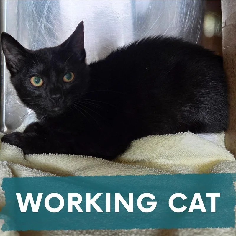 A baby small-sized male Black Domestic Short Hair cat named April Ludgate for adoption in Asheville, NC