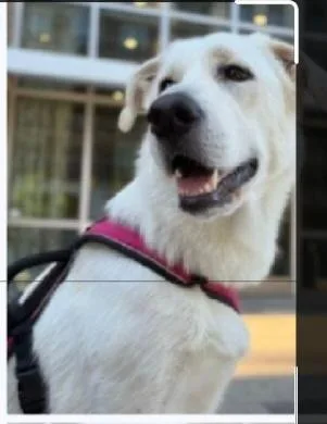 An adult medium-sized female White / Cream Labrador Retriever dog named Pia for adoption in Houston, TX