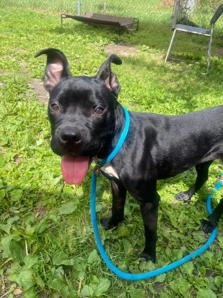 An adult medium-sized female Black Pit Bull Terrier dog named Tullabee for adoption in Chicago, IL