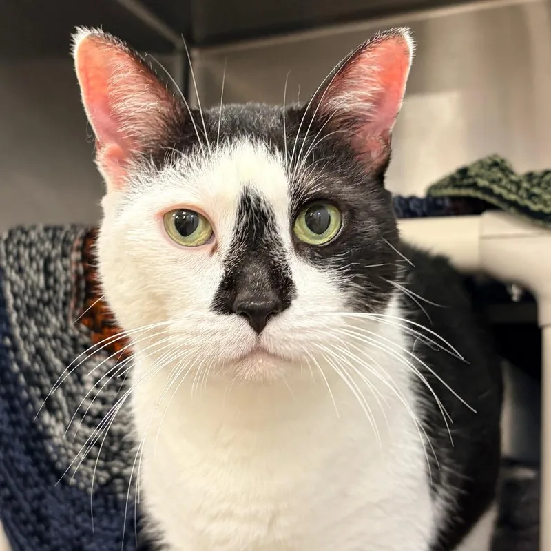 An adult large-sized female Black Domestic Short Hair cat named Baby Shark for adoption in West Palm Beach, FL