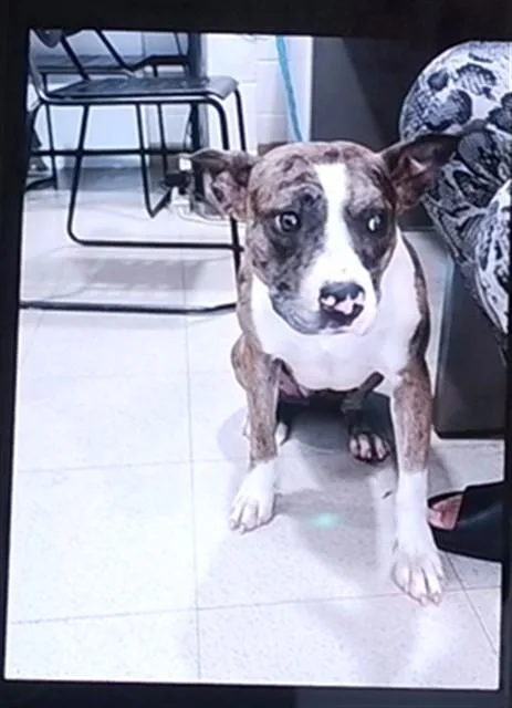 A young medium-sized female Staffordshire Bull Terrier dog named Krystal for adoption in Huntsville, AL