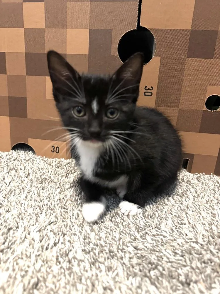 A baby small-sized male Black & White / Tuxedo Domestic Short Hair cat named Captain America for adoption in Dallas, TX
