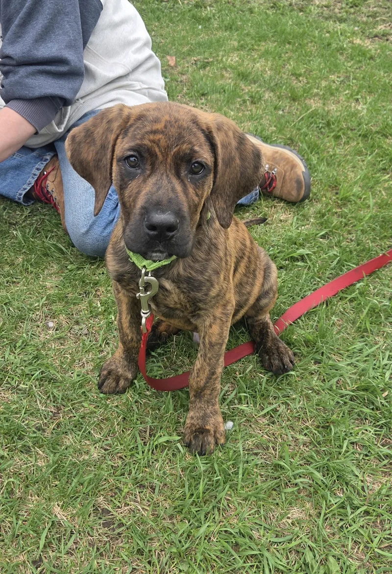 A baby large-sized male Mixed Breed dog named Odiesweet As Can Be! for adoption in Oshkosh, WI