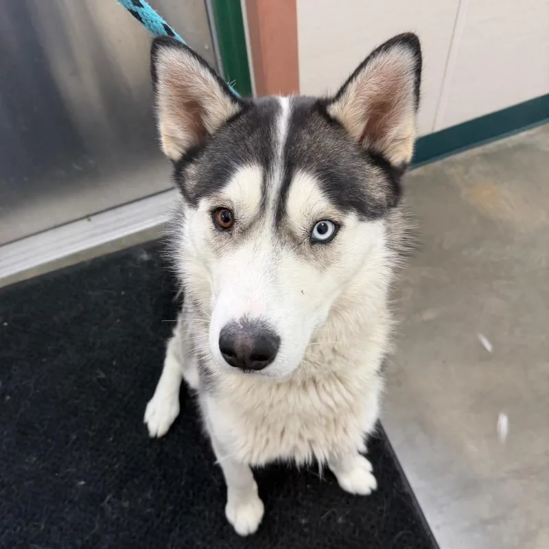 Zuko