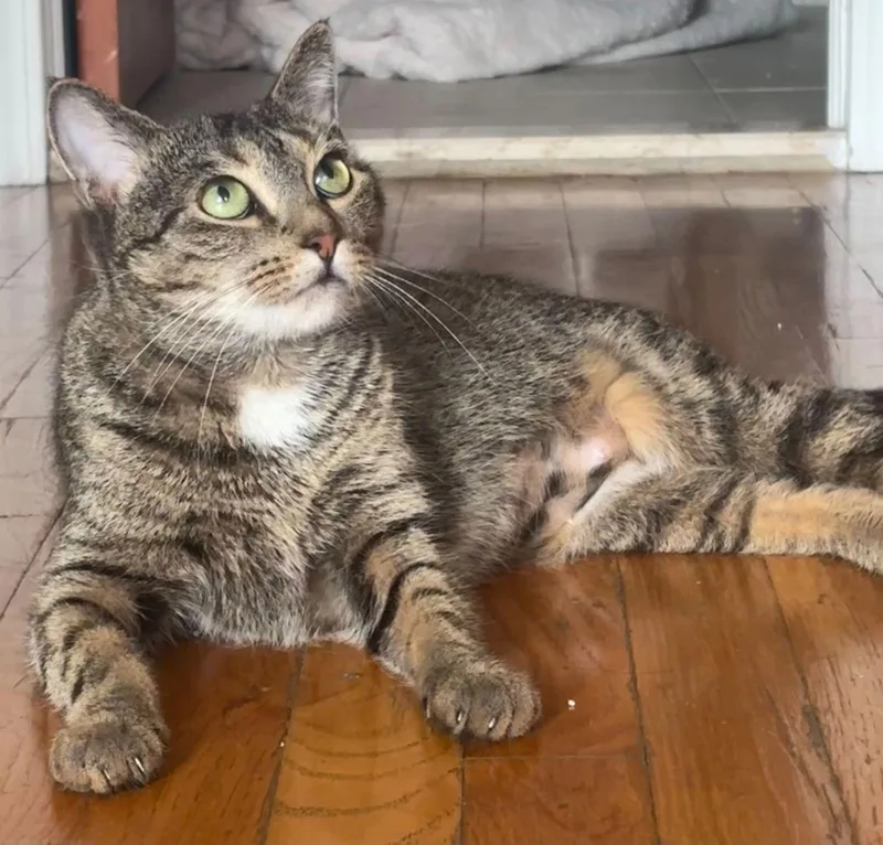 A young medium-sized female Domestic Short Hair cat named Avery for adoption in Brooklyn, NY