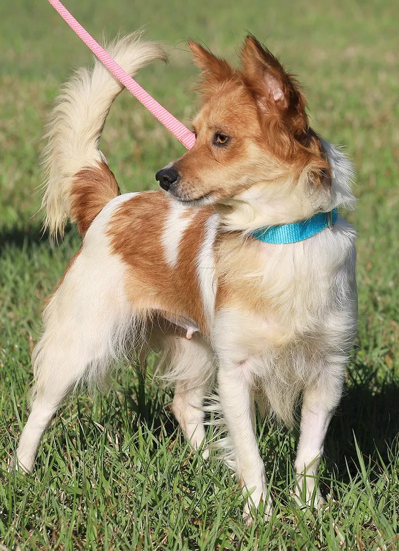 Checkers thumbnail 2