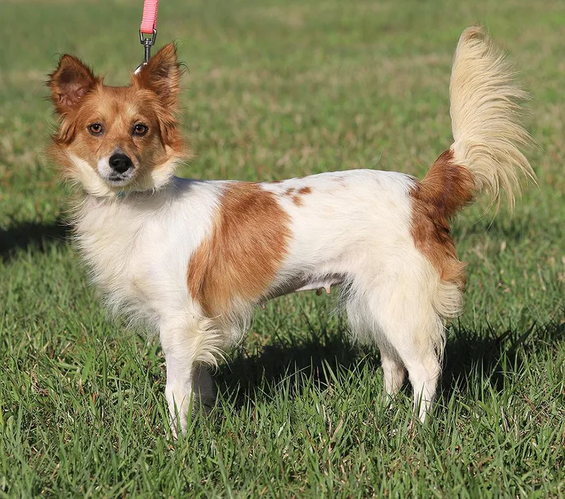 Checkers thumbnail 3