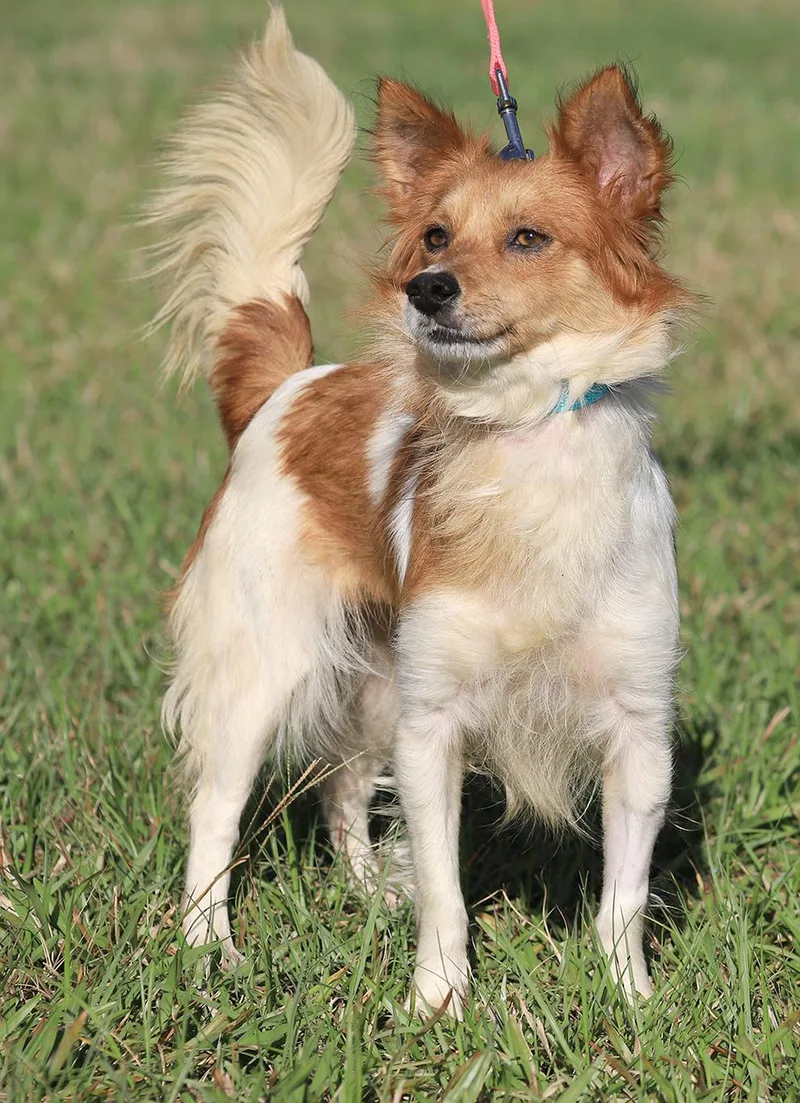 Checkers thumbnail 4