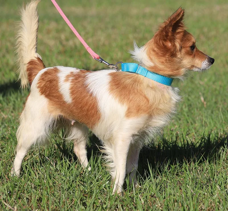 Checkers thumbnail 5