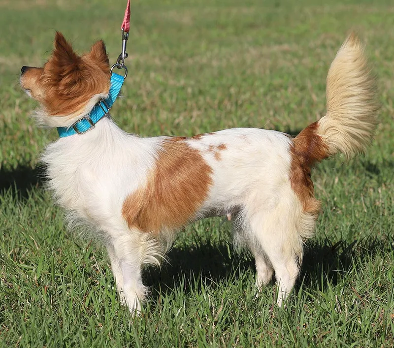 Checkers thumbnail 6