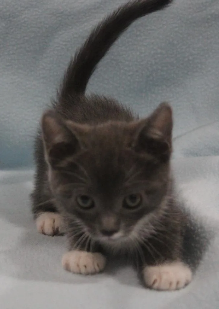 A baby medium-sized female Domestic Short Hair cat named Cleo for adoption in Vacaville, CA