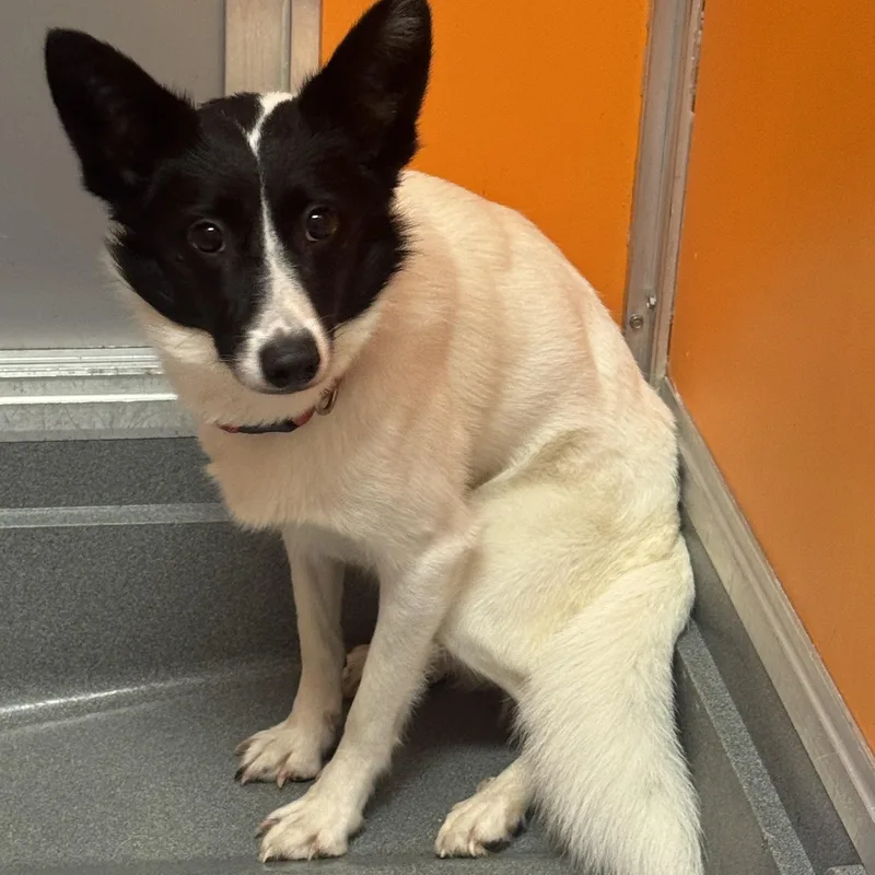 An adult small-sized female Border Collie dog named Gypsy for adoption in Philadelphia, PA