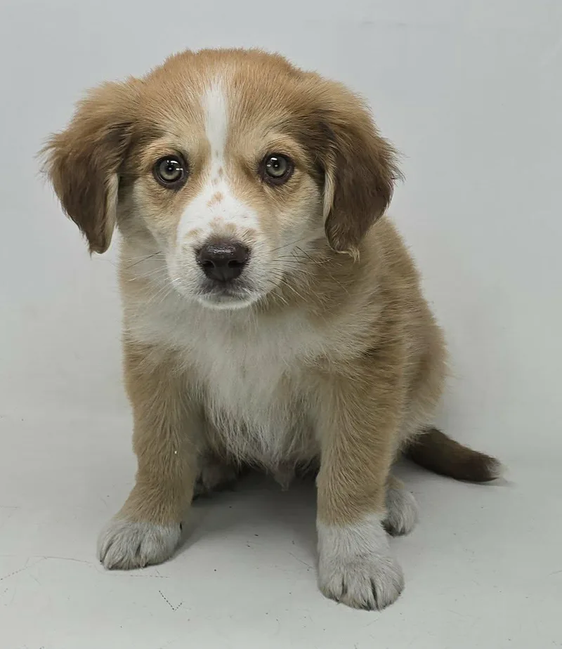 Golden Cent thumbnail 2