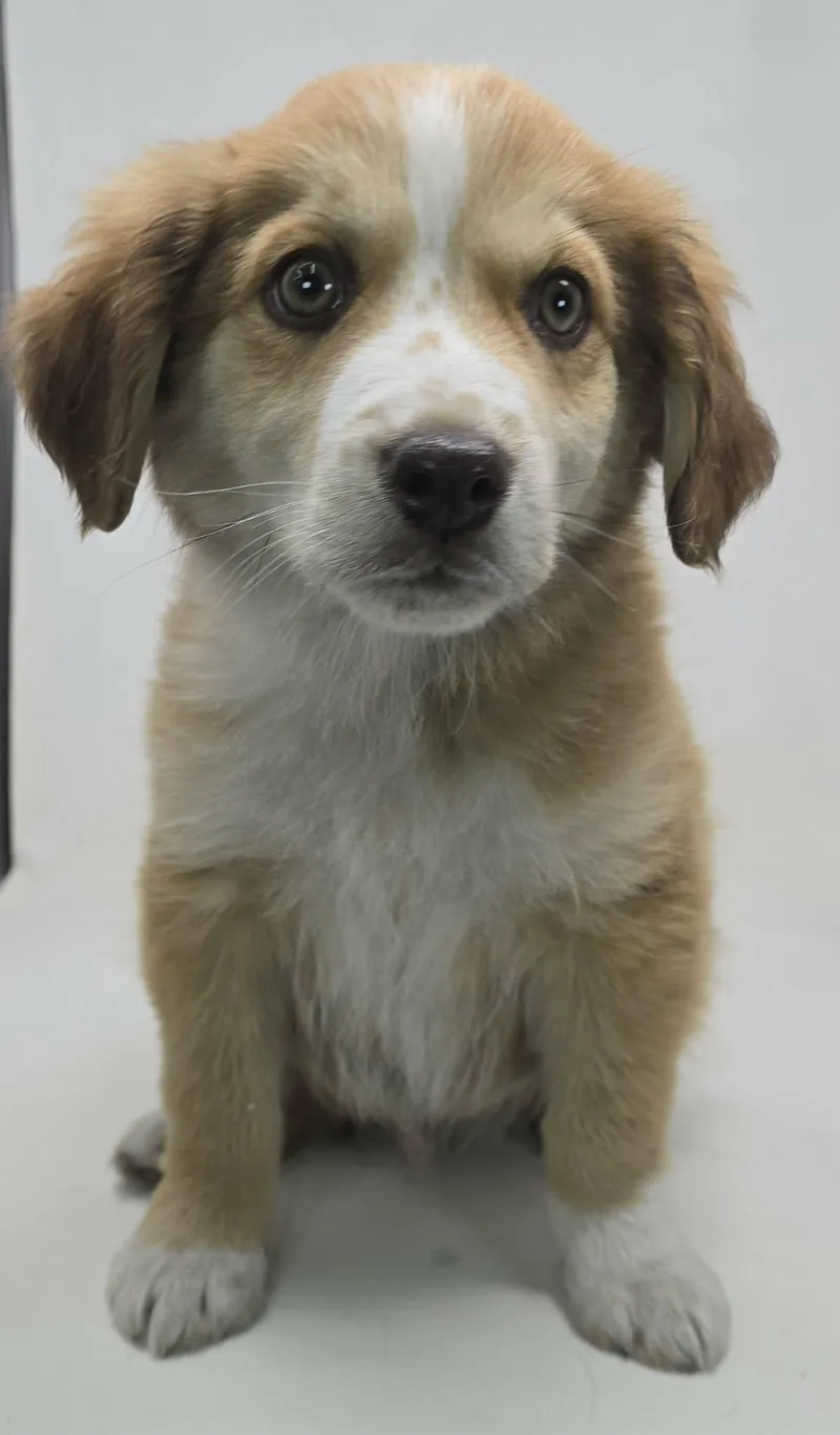 Golden Cent thumbnail 3