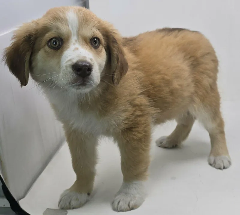 Golden Cent thumbnail 4