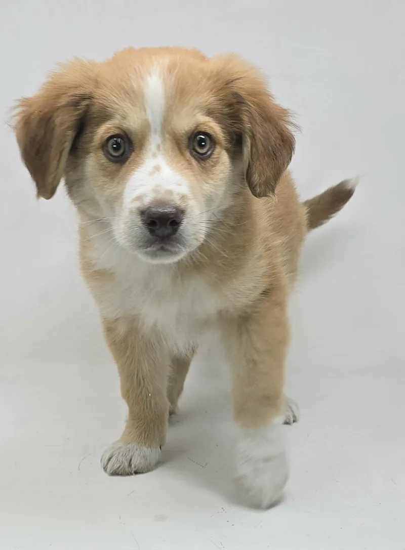 Golden Cent thumbnail 5