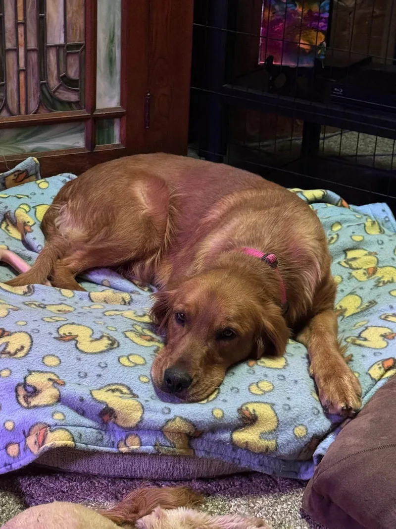 Pheasant Aka Phessy thumbnail 2