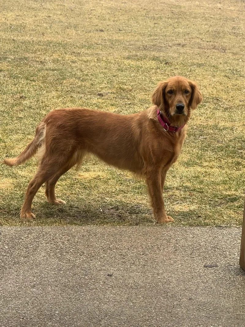 Pheasant Aka Phessy thumbnail 3