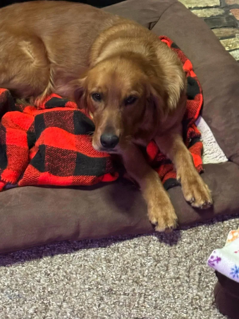 Pheasant Aka Phessy thumbnail 4