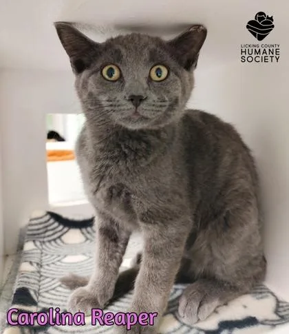 A baby small-sized female Domestic Short Hair cat named Carolina Reaper for adoption in Heath, OH