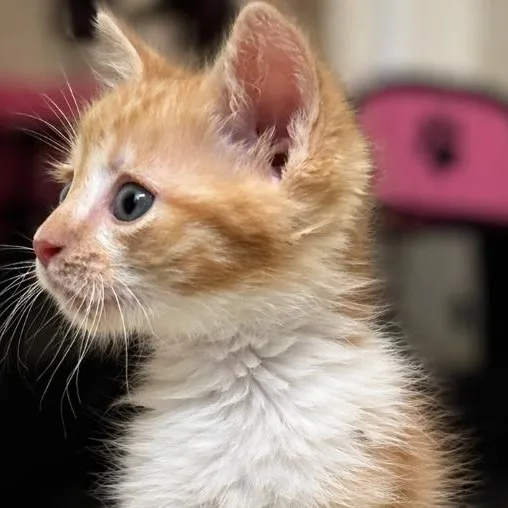 Tater Tot thumbnail 2