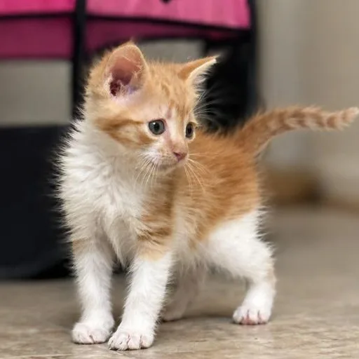 A baby medium-sized male Orange & White Domestic Short Hair cat named Tater Tot for adoption in Roanoke, VA